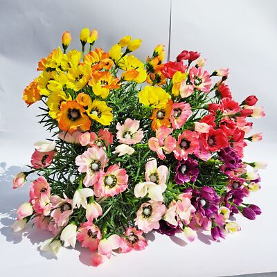 Kosmos Blumenstrauß Bouquet künstlich 9 Stiele - 4 Farben - aufrichtig