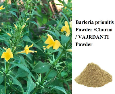 Ayurvedics Barleria prionitis  Powder /Churna / VAJRDANTI Powder Original Herbs
