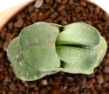 Gasteria sp. DICHOTOMIC LEAF - Ox tongue | Lawyer's tongue