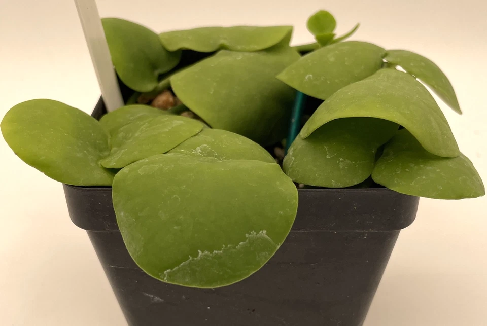 Dischidia platyphylla , 3.5” Pot Epiphyte Mount To Driftwood! - Image 4 of 4