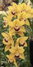 Lovely Cymbidium Hybrid - Cymbidium unemployed pilot x Parish Cherry
