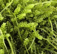 Live Grape Caulerpa 4-5 Frag MacroAlgae Reef Refugium Saltwater