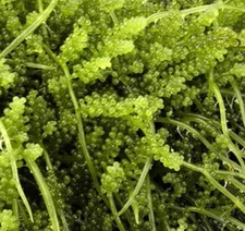 Live Grape Caulerpa 4-5” Frag MacroAlgae Reef Refugium Saltwater