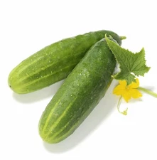Organic Straight Eight Cucumber - Cucumis sativus