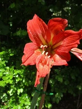 One  small Amaryllis bulb Ragedy Ann 6-12 cm. Hippeastrum lily flower