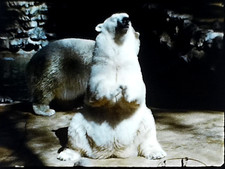 Super 8 San Diego Zoo Marineland of the Pacific Balboa Park 1950s Home Movie