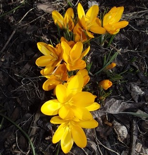 @ (◕‿◕)\@ Crocus Krokus " Dorothy " ( 5 BLUMENZWIEBELN )
