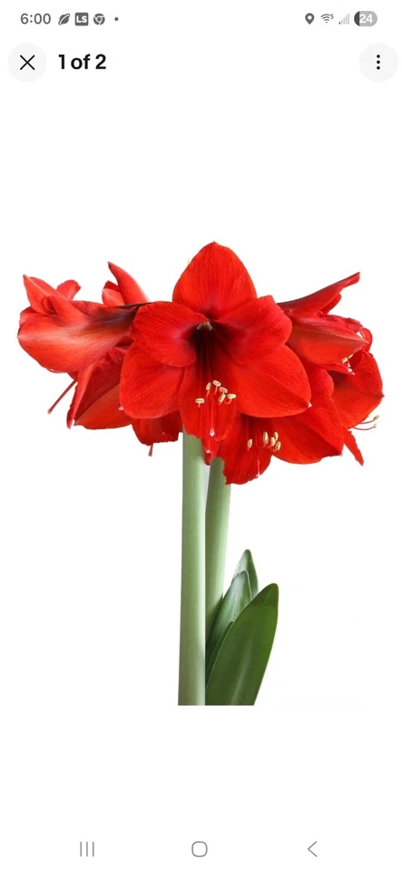 3 Red Lion Amaryllis Bulbs Easy To Grow - Image 2 of 2