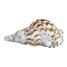 Conchiglia Charonia Lampas 20 cm Tritone Vintage Collezione Conchiglie Marine