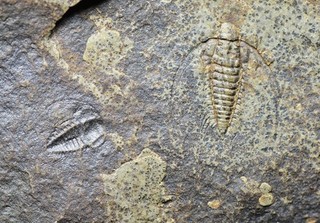 RAREST Bathynotus holopygus Trilobites! Lower Cambrian Kaili Biota China