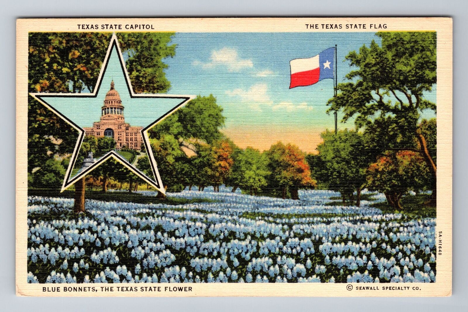 Blue Bonnets, The Texas State Flower, State Flag, State Capitol Vintage Postcard