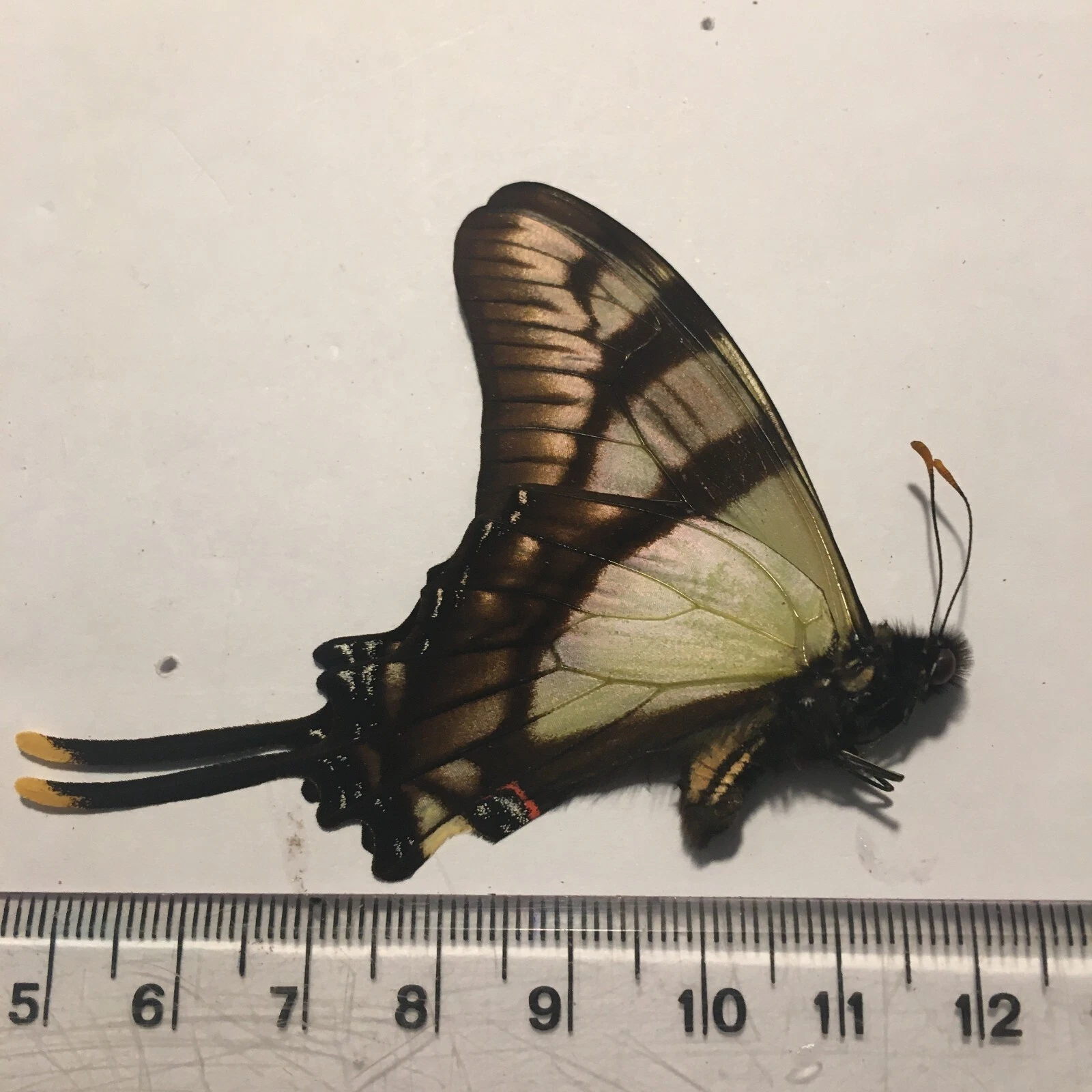 Picture 5 of 5