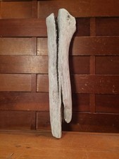 Beautiful 12" DRIFTWOOD Piece Art Terrarium Taxidermy Aquarium Beach Wood DECOR
