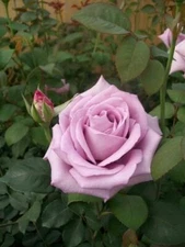 Blue Girl Rose Mauve Lavender 1 Gal Live Bush Plants Hybrid Tea Plant Fine Roses