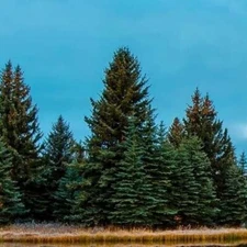 EVERGREEN Fragrance Oil to craft Candles Soaps Lotions Bath products