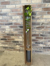 Sweet Valencia Citrus Trees BUDDED 4 Ft Including Pot Full Of Healthy Roots.