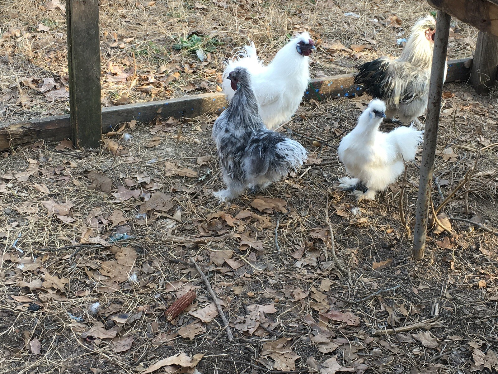 6 Silkie Chicken Hatching Eggs eBay
