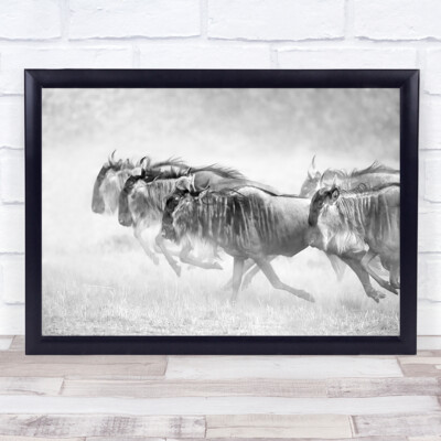 Kenia Afrika Gnus Gnus Staub Gnu Gnus Migration Wandbild Kunstdruck