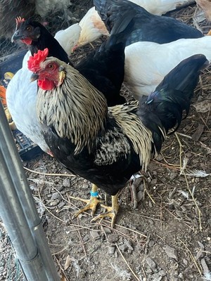 Prairie Blue Bell Hatching Eggs (10+)