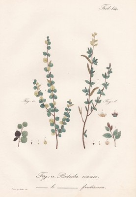 Birch birch Betula dwarf birch tree botany botany plant flower lithograph 1826