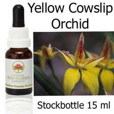 YELLOW COWSLIP ORCHID Australian Bush Flower Essences Bush Flowers