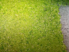 Duckweed - Freshly Harvested - Aquarium Aquatic Live Plants