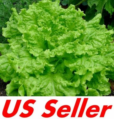 300 Seeds Grand Rapids Lettuce TBR Seeds E191, Heirloom non-GMO | eBay
