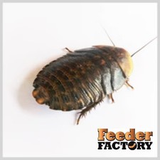 Discoid Roaches - Florida Legal - FREE SHIPPING