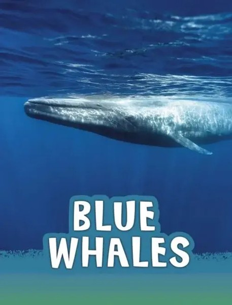 Blue Whales | Mari Schuh | Englisch | Taschenbuch | Kartoniert / Broschiert-image