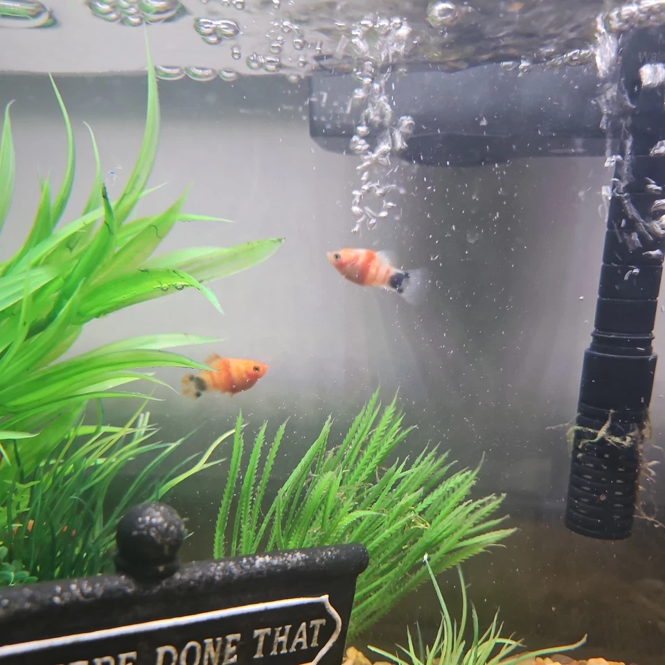 Born March 13' 25': Tiger Striped Mickey Mouse Platy: ТОЛЬКО для мужчин! - Изображение 4 из 4