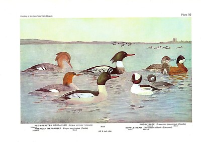1936 Vintage FUERTES BIRDS #10 ''FOUR DIFFERENT DUCKS'' Color Art Plate Lithograph