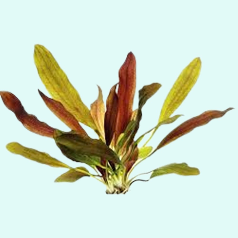 BUY 2 GET 1 FREE Amazon Sword Echinodorus Red Melon Small  Aquarium Plant