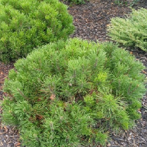 15 Seeds Pinus Mugo Pumilio, Pine Mugo Dwarf Ideal for Bonsai | eBay