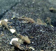 Bristlenose BN Pleco - Unsexed Juvenile, 1in, Individual and Pack Sale
