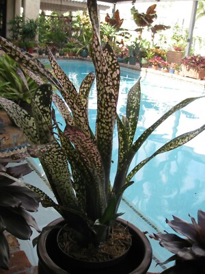 Billbergia IVORY TOWER Bromeliad one tropical plant *TALL* | eBay