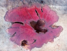 Custom Manzanita Round Slice12" 10" 2.1/4"