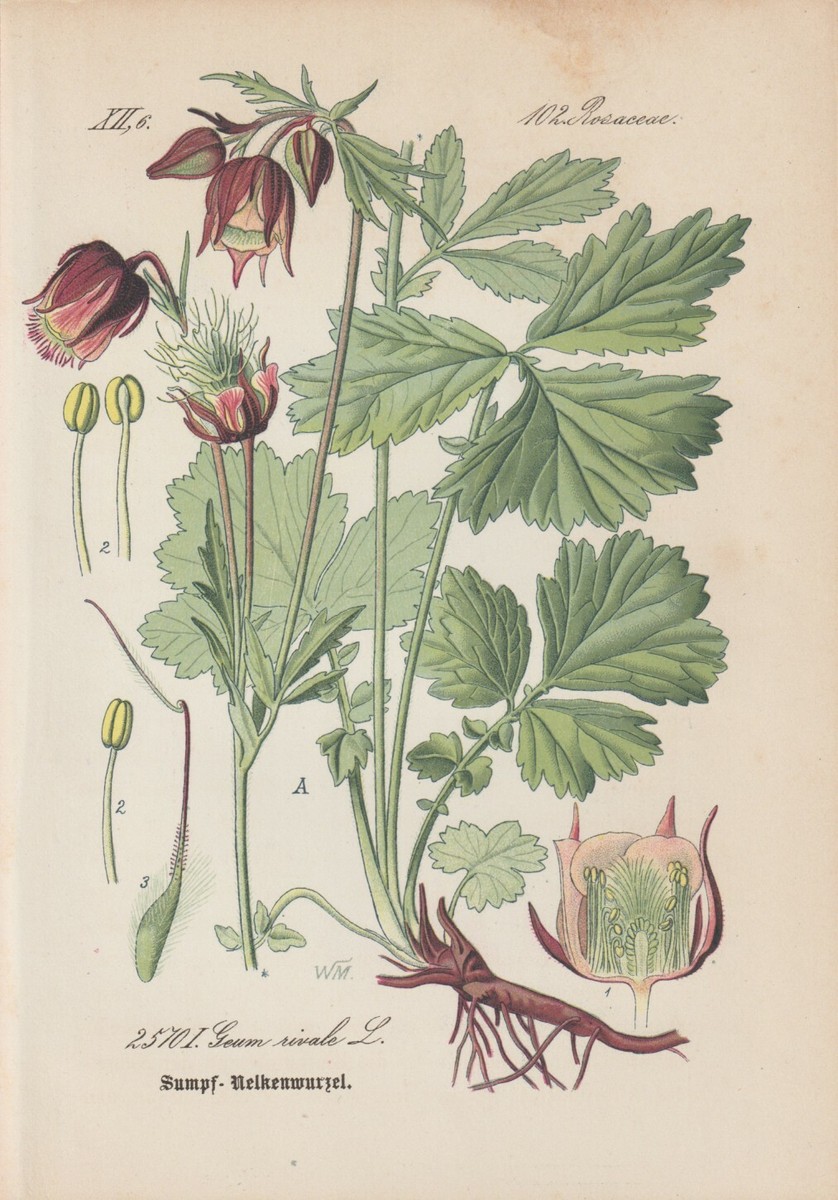 MURRAL Geum rivale bustier (Ivory) ミューラル Purple Avens (Geum rivale) Chromo-Lithograph from 1885 | eBay