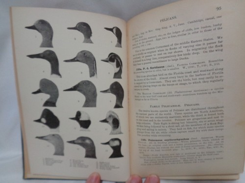 1900 Birds of Eastern North American Ornithology Chapman Illustrated Plates - Picture 13 of 19
