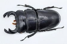 Lucanidae, Dorcus antaeus myashitai, A2, 78 mm, XL, Thailand, #LD270