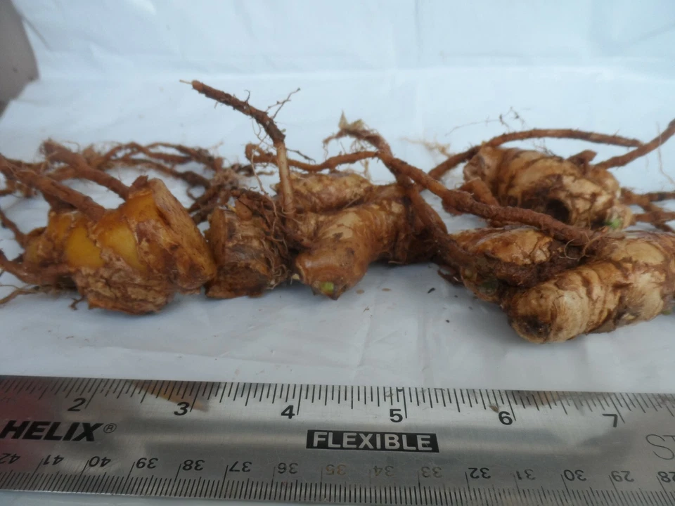 4 Shampoo Ginger Rhizomes, Zingiber Zerumbet, Pine Cone, Free Ship w/ Free Offer - Image 2 of 4