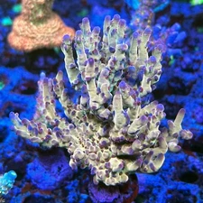 Fri Thirstysreef Live Acropora Coral OG Avenger 3/4 Inch