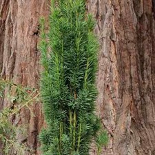 English Yew Conifer Tree Taxus Baccata Evergreen Plant 3L Pot