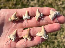 Fossil Sharks Teeth Wire Wrapped 1 PER PURCHASE Morocco Shark Tooth Cretaceous
