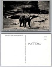 Kodiak Bear Zoological Gardens Cincinnati Ohio Postcard