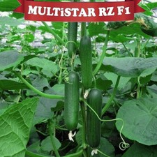 Gurkensamen Gurke Multistar köstliche Salatgurke F1 20+ Samen