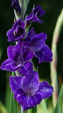 winterhart blau Riesen-Gladiole schnellwüchsig exotische Pflanzen für den Garten