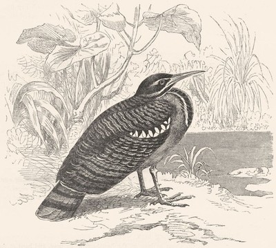 STELZENLÄUFER. Bitterne. Sonne, Pfauenreiher um 1870 altes antikes Druckbild