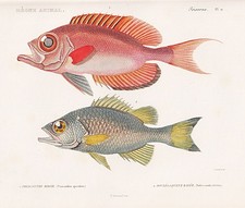 Priacanthus Dules Caude Vittatus Fish Fishes Steel Engraving Cuvier 1849