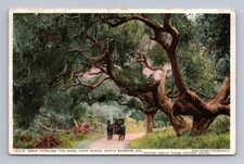 "Drive Through the Oaks" Hope Ranch SANTA BARBARA California Antique ~1910s