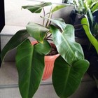 Picture 4 of 5